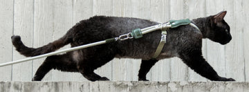 Why Most Cat Harnesses Fail (And What Actually Works)