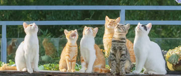 How to Leash Train a Cat: The Complete Cat Harness Guide for Beginners