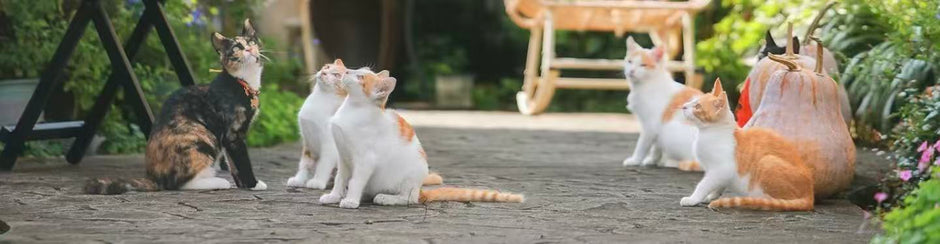 Cat Socialization Training: A Simple Step-by-Step Guide – petauratech