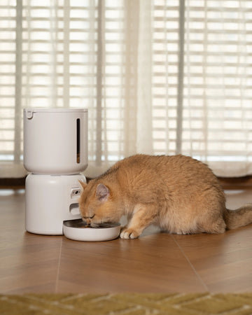Cat eating from a white pet feeder on a wooden floor with blinds in the background