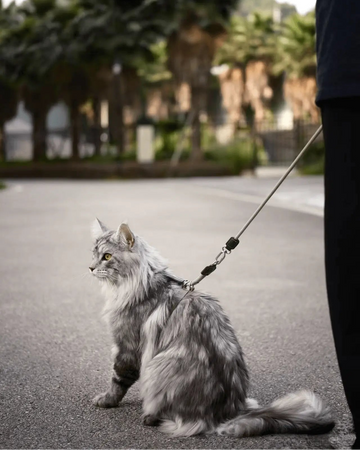 gray long-haired cat wearing an adjustable cat harness and leash outdoors