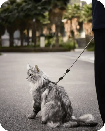 Fluffy cat sitting calmly on the street while wearing an adjustable cat harness and leash