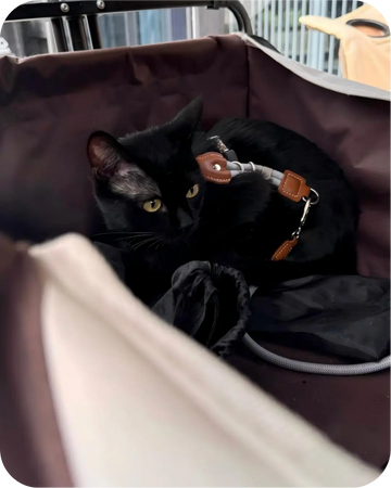 Black cat resting in a pet carrier while wearing a harness and leash, highlighting safety during travel