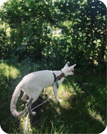 Cat walking on grass with a harness and leash, exploring outdoors safely