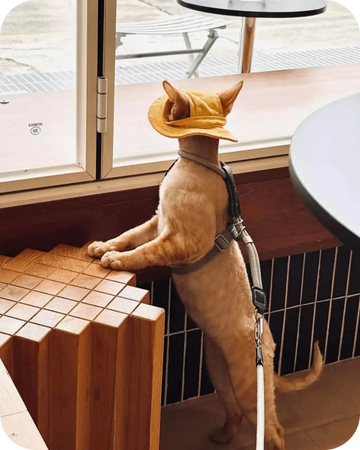 Cat standing by a window wearing a stylish cat harness, ready for indoor and outdoor use