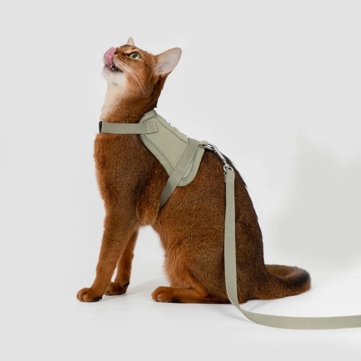 Brown cat wearing a vest-style cat harness with matching leash, sitting on white background