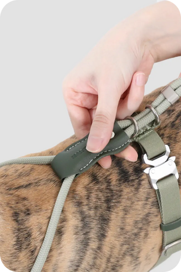 Close-up of adjustable dog harness strap with leather detail and metal rings on dog body