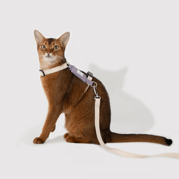 Petaura Cat & Kitten Adjustable Harness and Leash Set – Basic Version