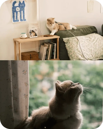 Cat relaxing indoors while wearing a soft and comfortable cat harness attached to a leash