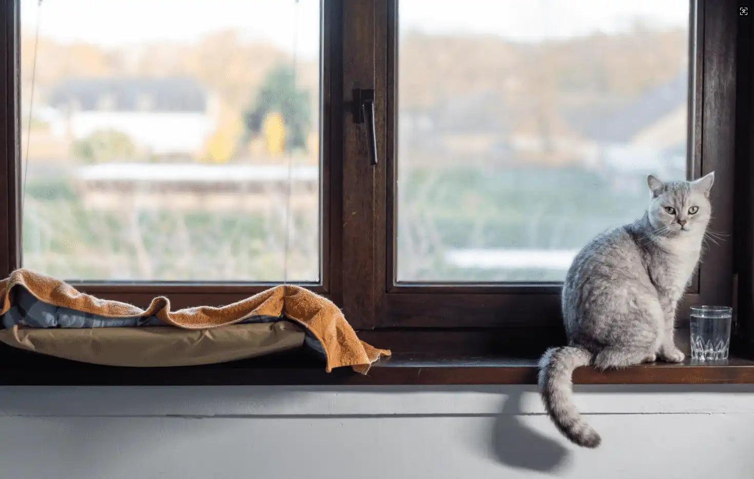 Gray cat sitting on a windowsill with a view of greenery outside