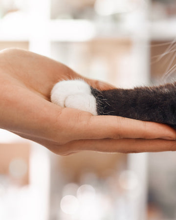 Close-up of a hand holding a cat's paw with a blurred background