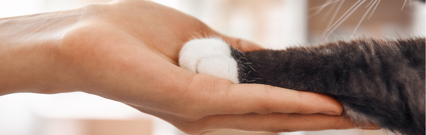 collection-banner-image