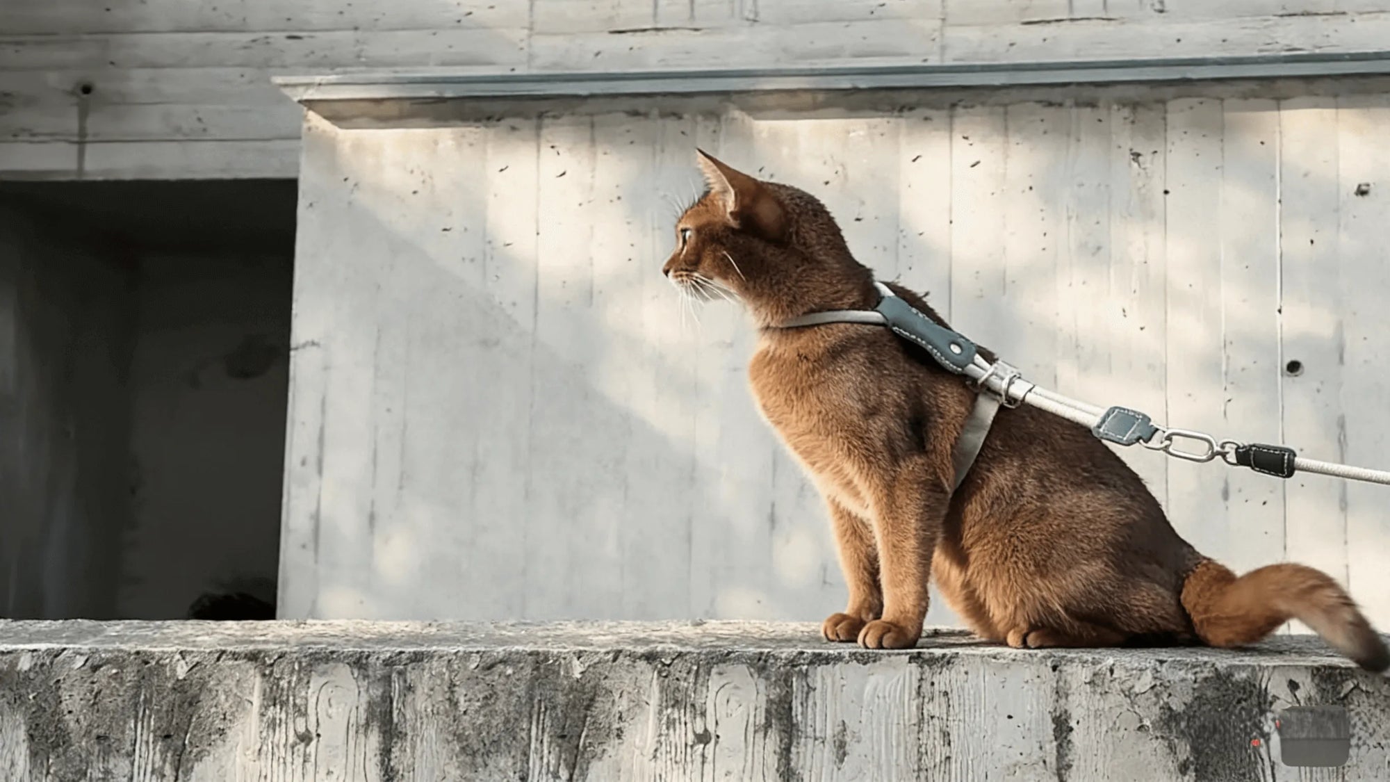 Adjustable Cat Harness & Leash Set worn by a cat during a calm outdoor walk on a concrete ledge