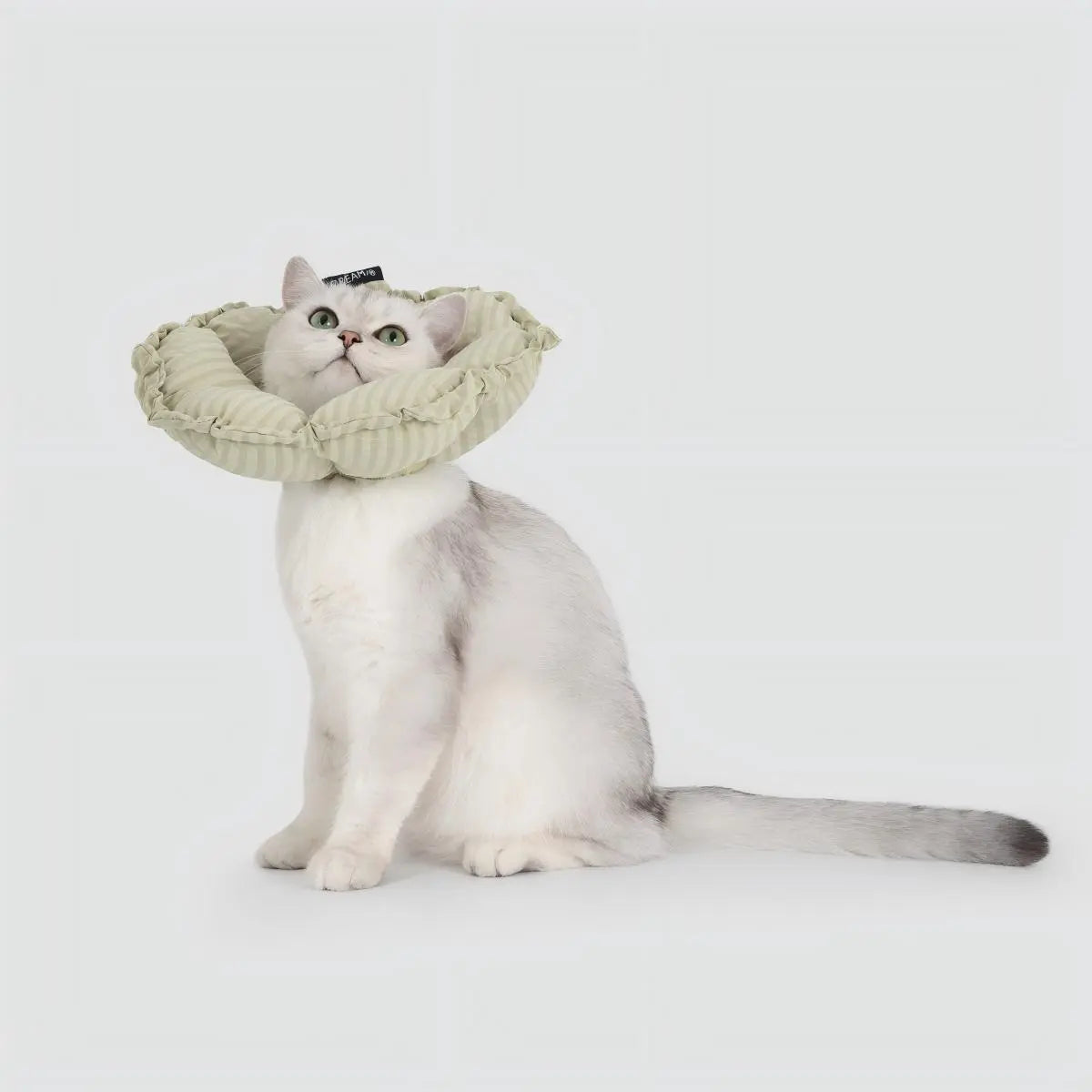 Soft padded cat Elizabethan collar for cats after surgery preventing licking wounds