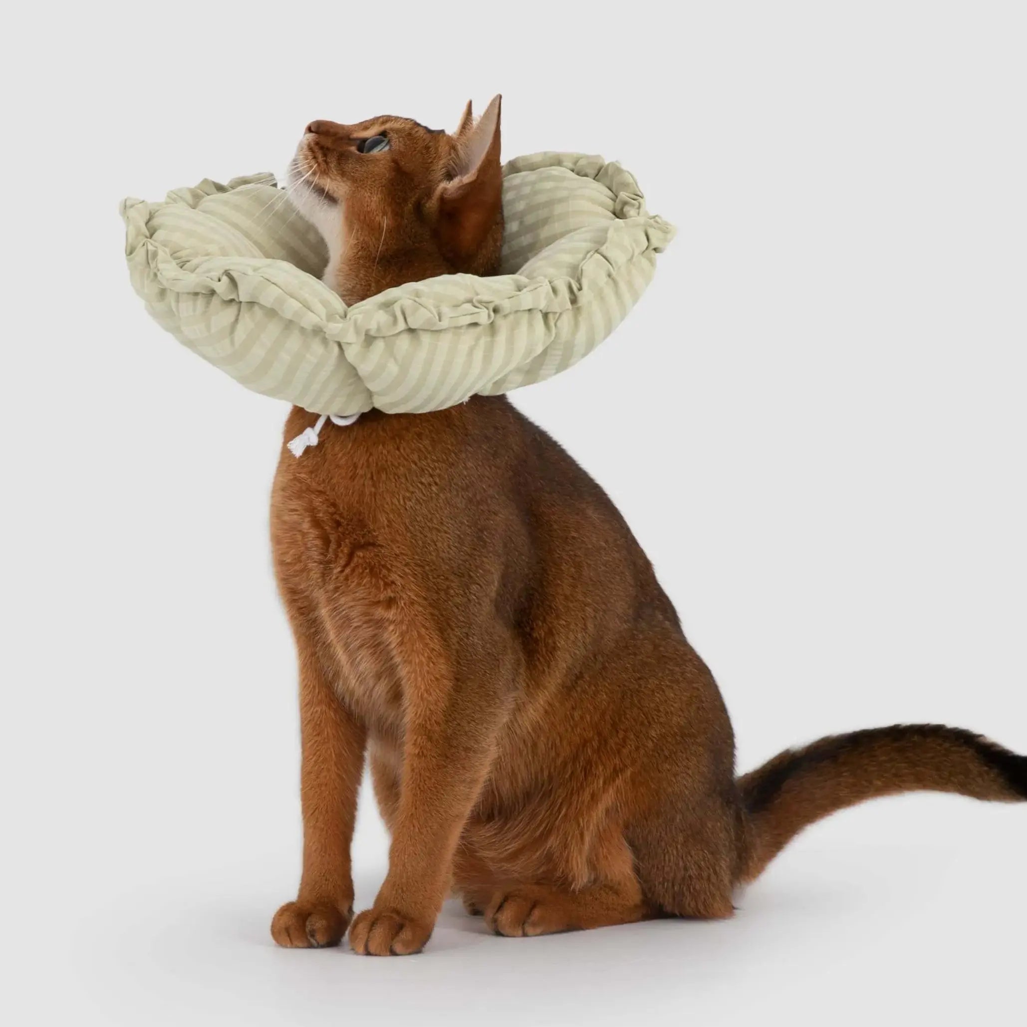 Petaura Cat Cone Recovery Collar