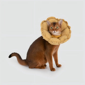 Cute cat wearing soft cat recovery collar for wound protection after surgery
