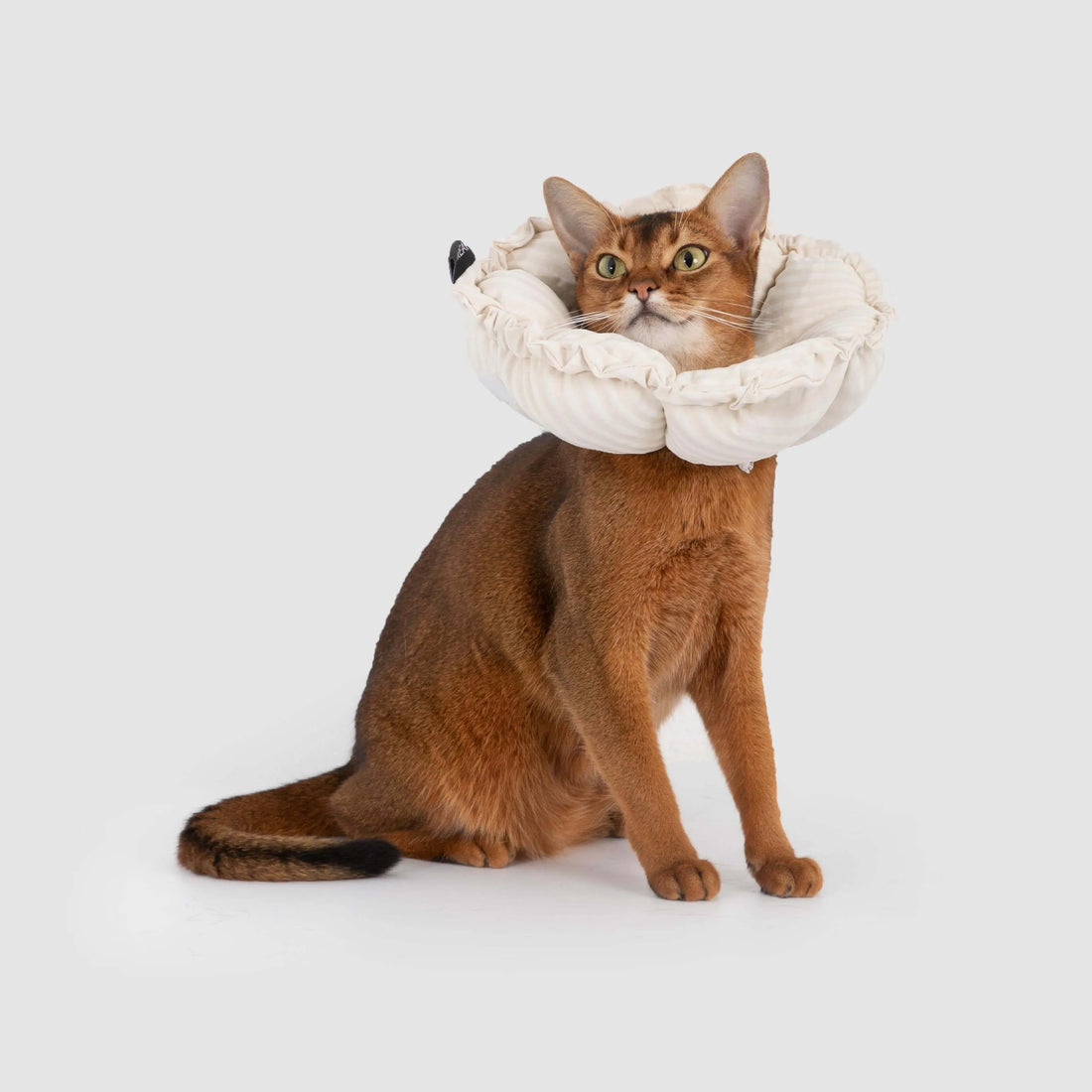 Petaura Cat Cone Recovery Collar