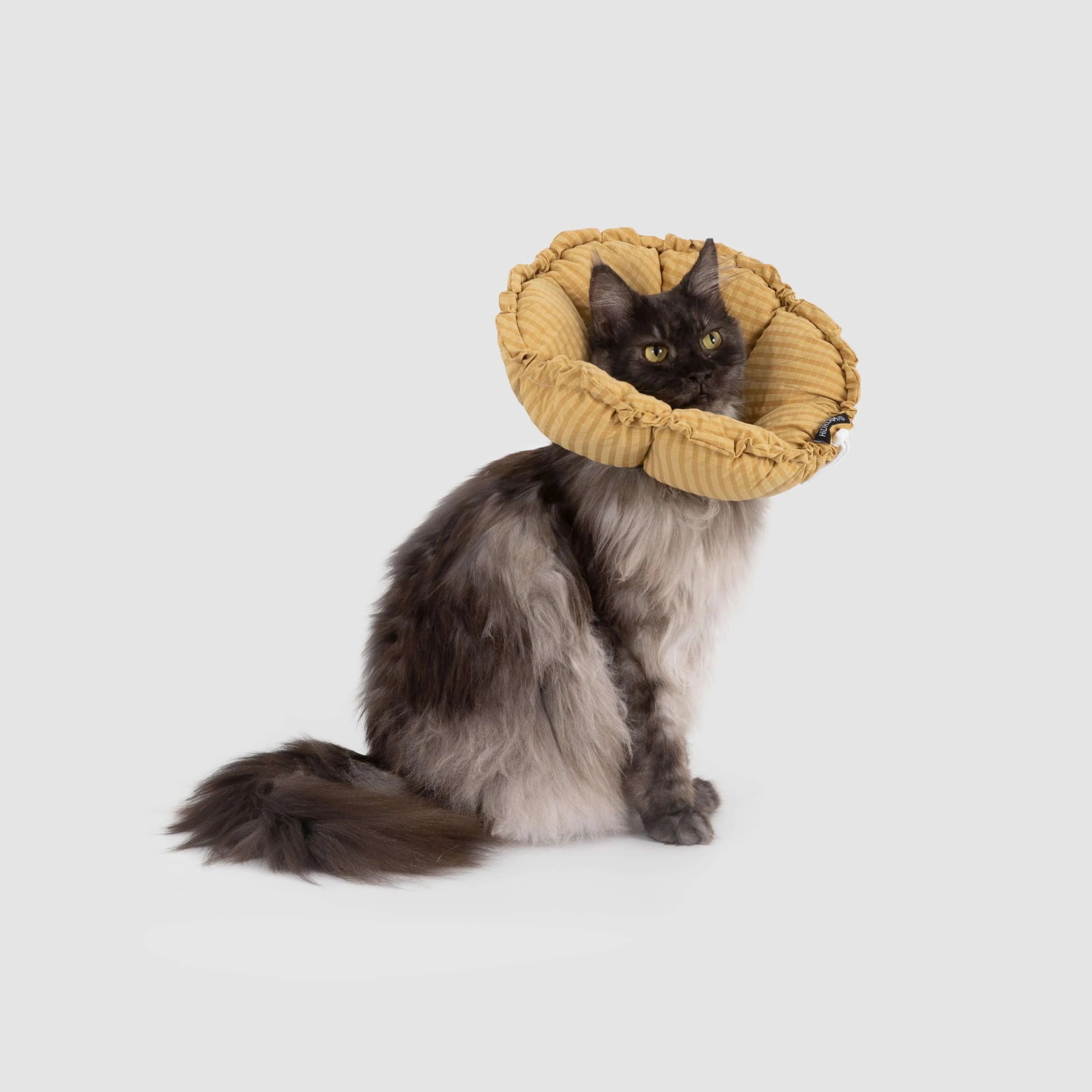 Petaura Cat Cone Recovery Collar