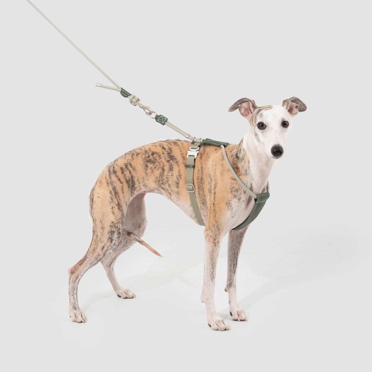 Petaura Dog Harness With Handle