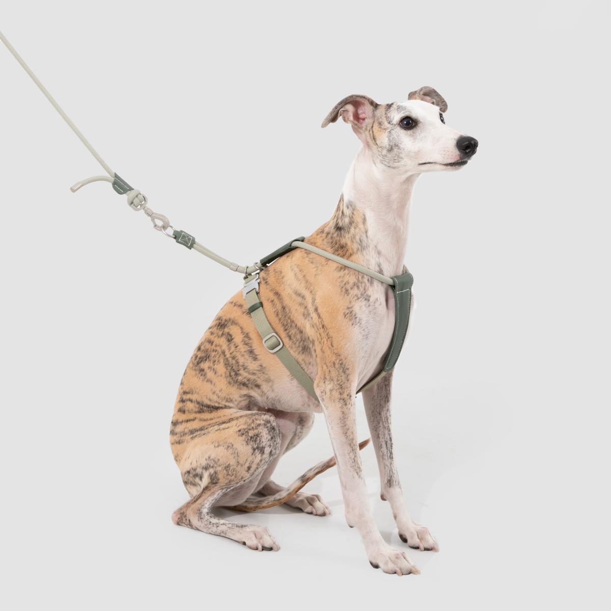 Petaura Dog Harness With Handle