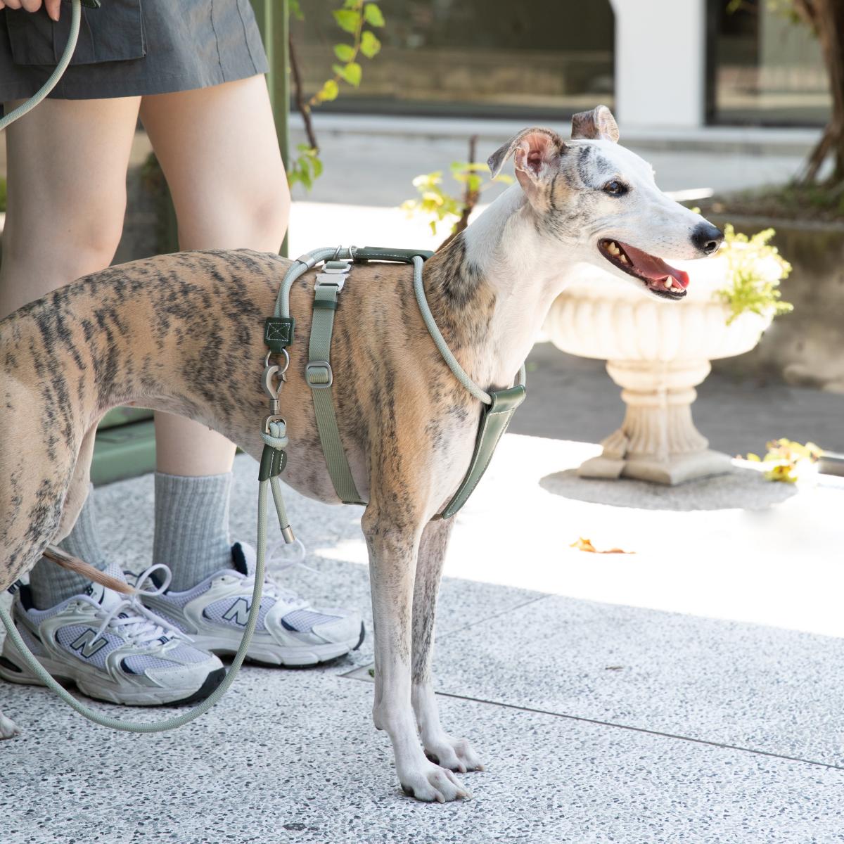 adjustable dog harness on whippet for daily walking lightweight no escape design
