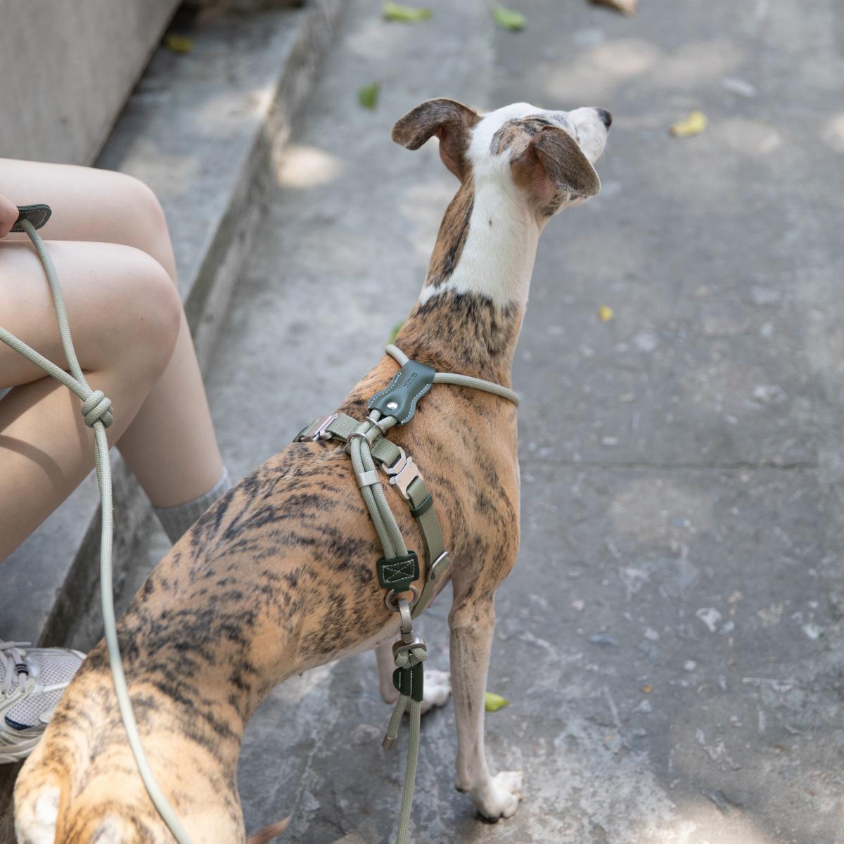 back view of no escape dog harness showing adjustable straps and leash attachment