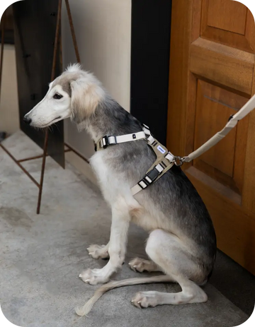 slim long haired sighthound wearing adjustable dog harness sitting near door