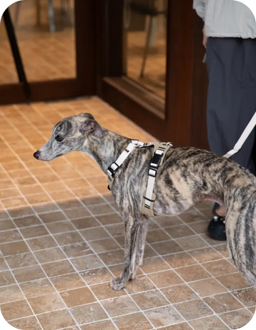 brindle greyhound wearing lightweight dog harness on leash outdoor