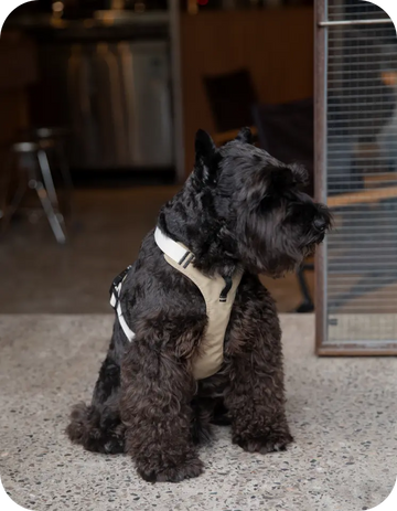 black schnauzer dog wearing soft padded dog harness sitting outside cafe