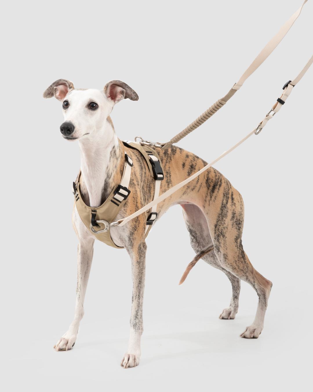 Full view of dog wearing adjustable harness with dual leash attachment points for control
