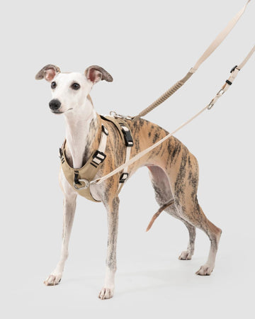 Full view of dog wearing adjustable harness with dual leash attachment points for control