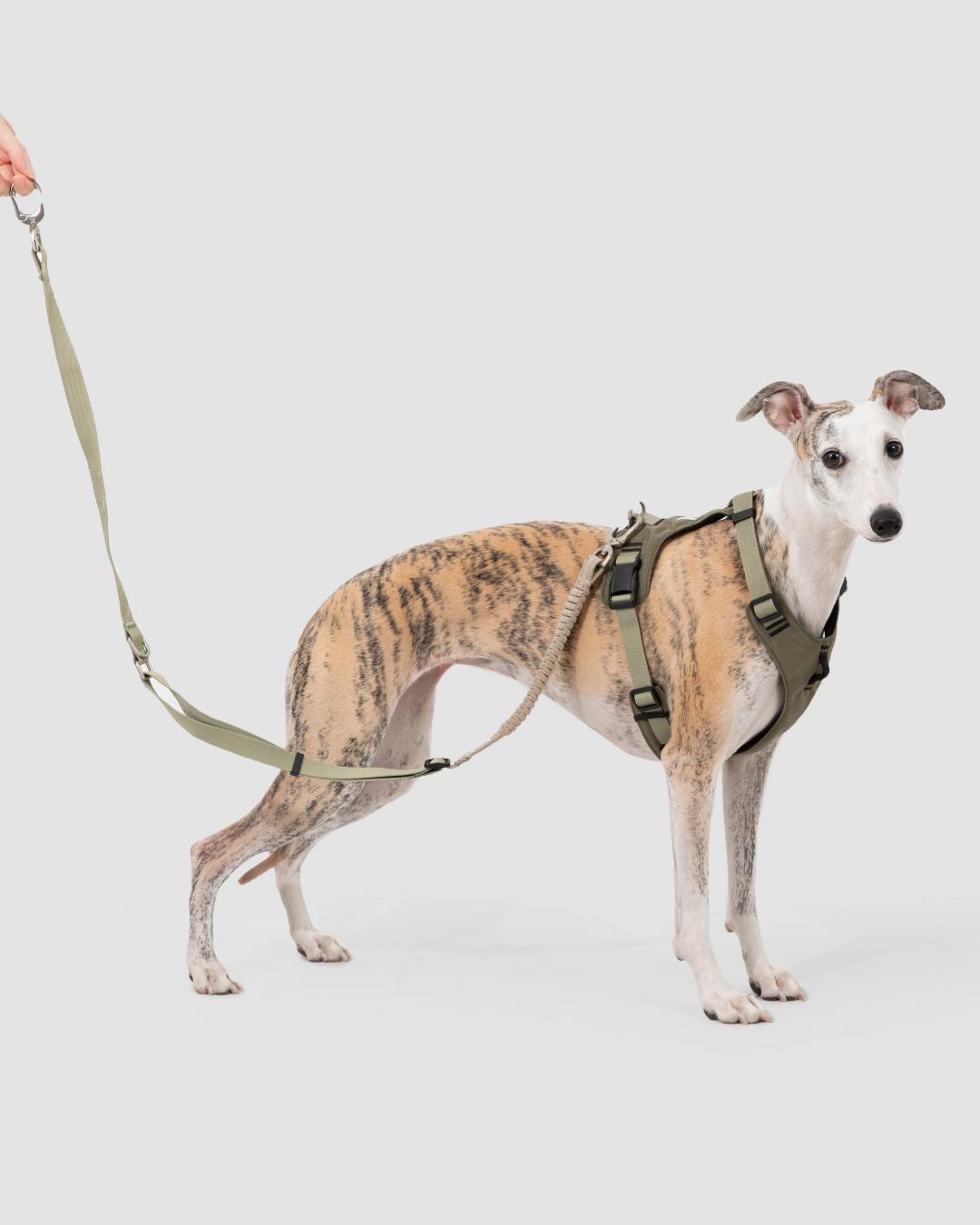 New Arrival-Petaura No Pull Dog Harness