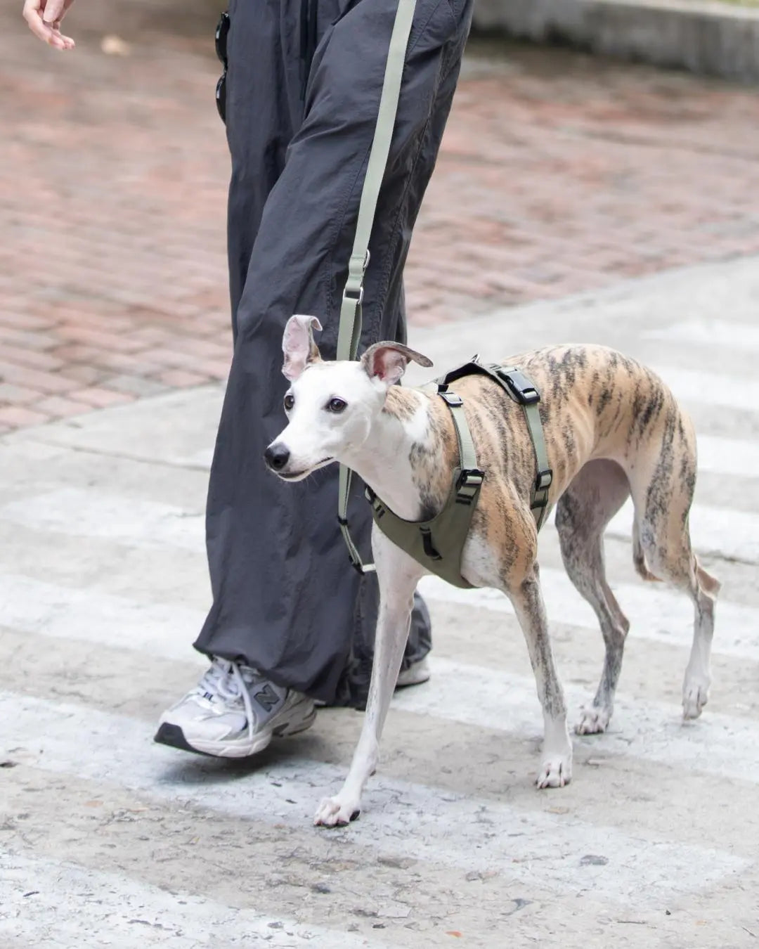 Whippet dog wearing a lightweight breathable harness, standing beside owner on a leash outdoors