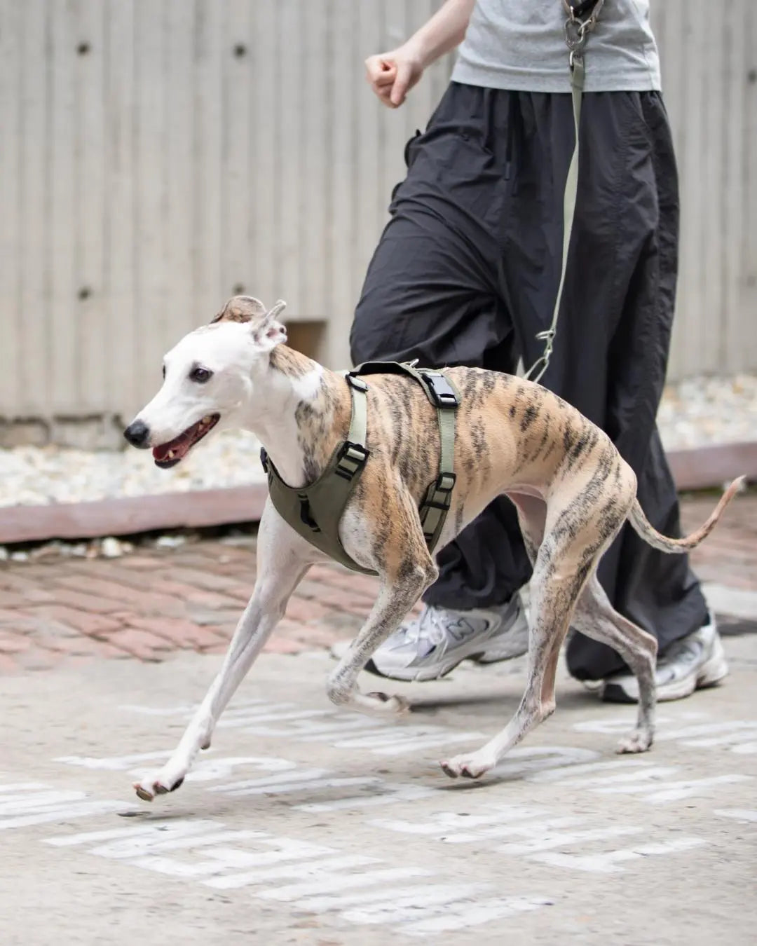 Slim dog walking in an anti-pull harness with leash, showing comfortable fit during movement