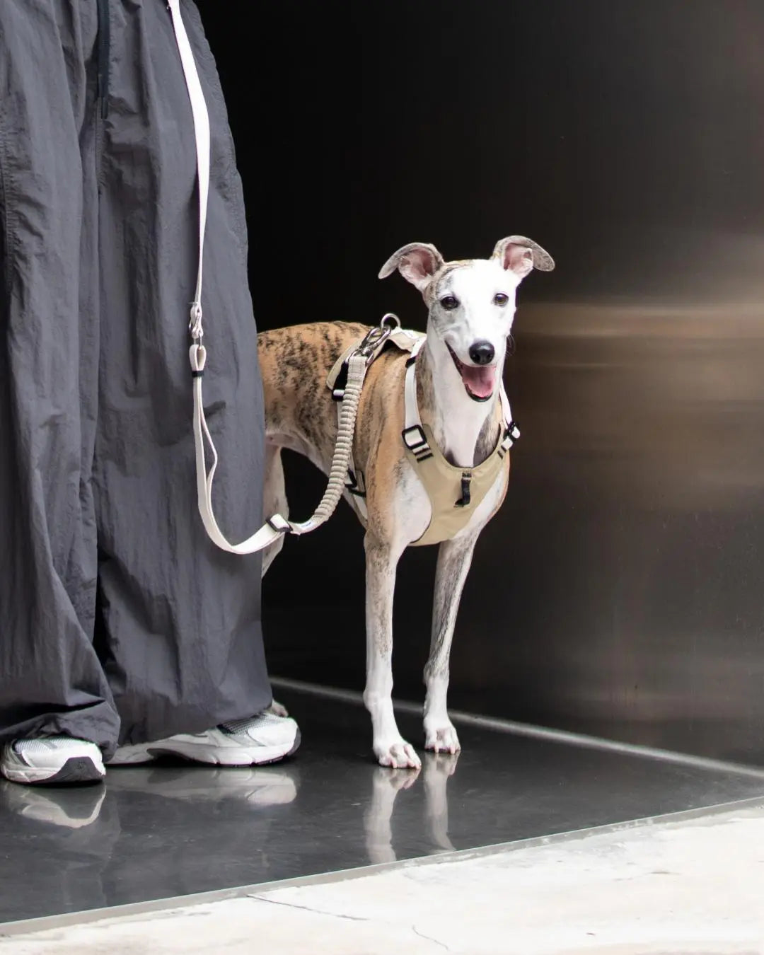 Dog wearing a beige harness indoors, attached to a leash with a secure front clip