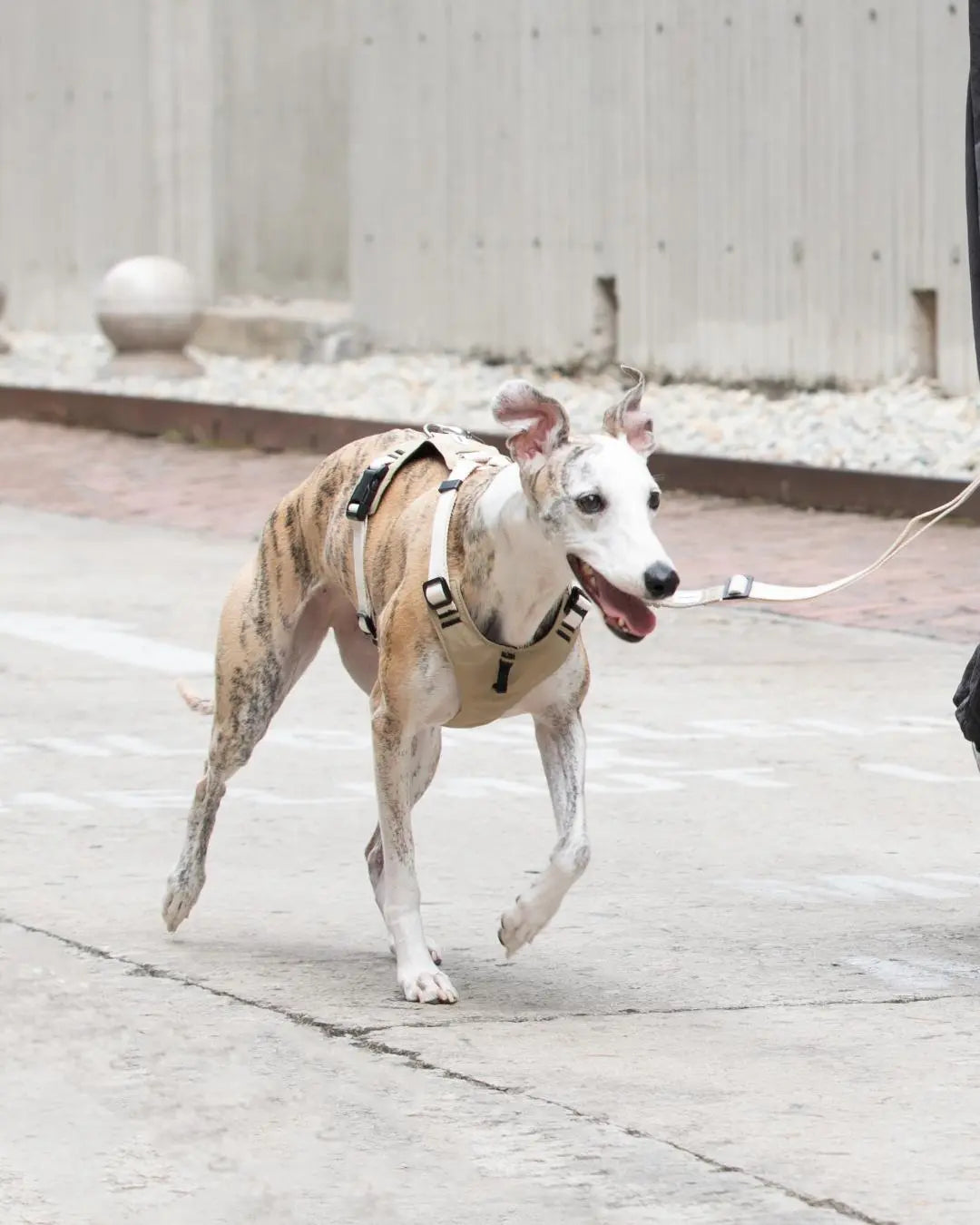 Active dog running in a no-pull harness, demonstrating flexibility and freedom of movement
