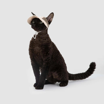 Petaura Adjustable Cat Sun Hat With Ear Holes Chin Strap