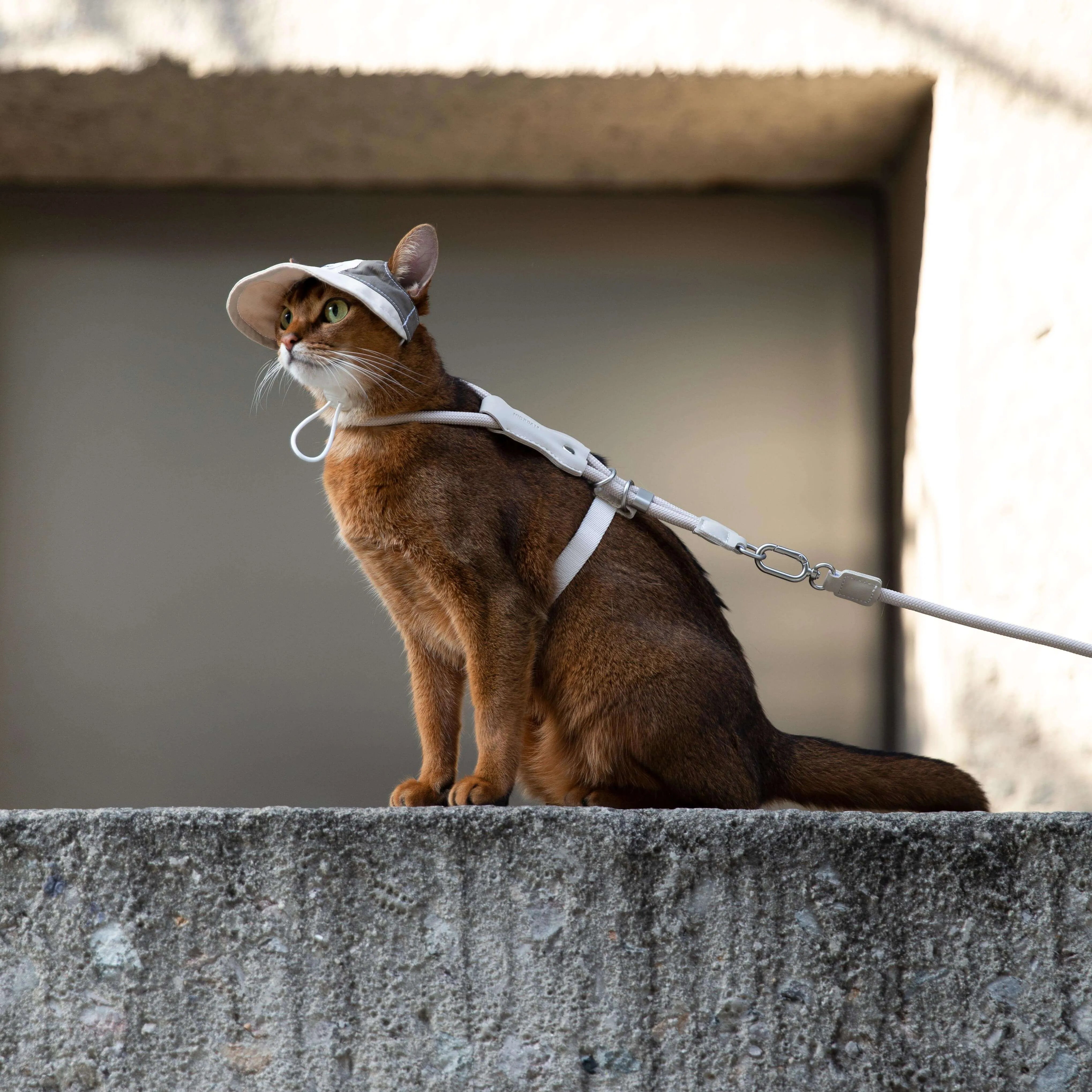 Petaura Adjustable Cat Sun Hat With Ear Holes Chin Strap
