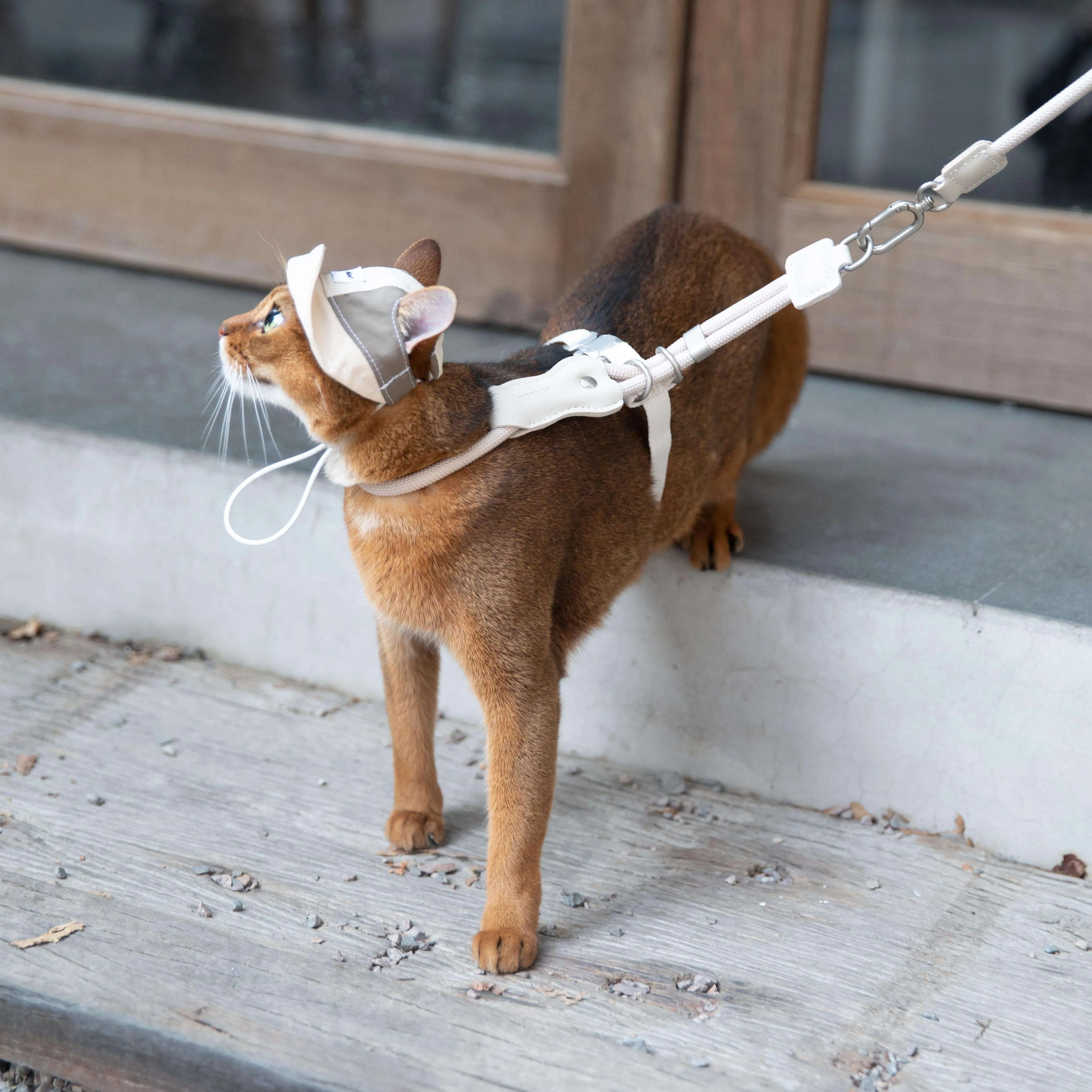 Petaura Adjustable Cat Sun Hat With Ear Holes Chin Strap