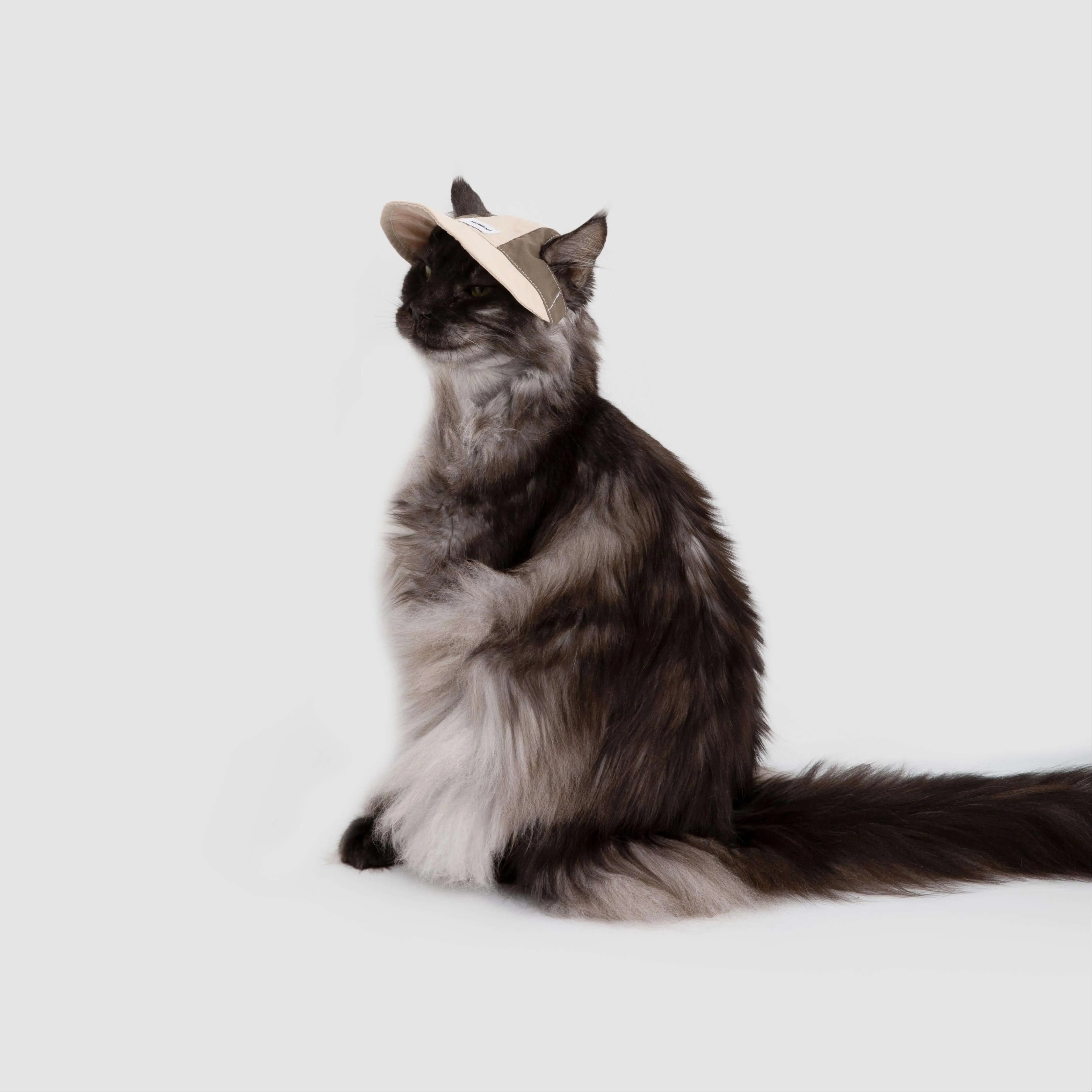 Petaura Adjustable Cat Sun Hat With Ear Holes Chin Strap