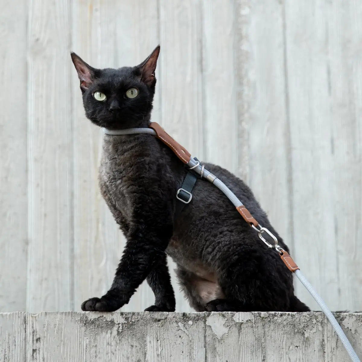 Petaura  Adjustable H-Style Cat Harness & Leash Set Brown