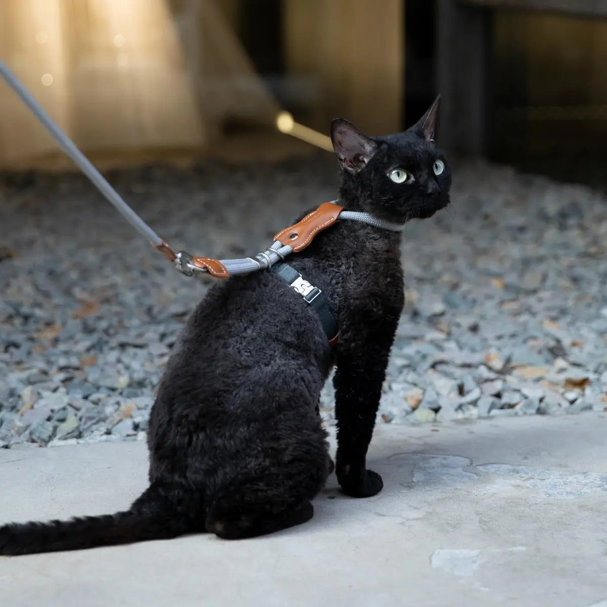 Petaura  Adjustable H-Style Cat Harness & Leash Set Brown