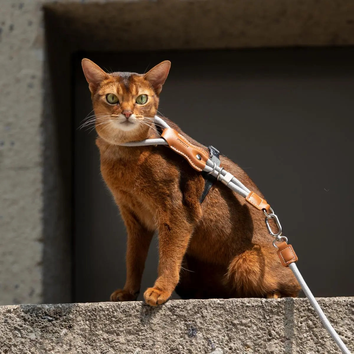 Petaura  Adjustable H-Style Cat Harness & Leash Set Brown