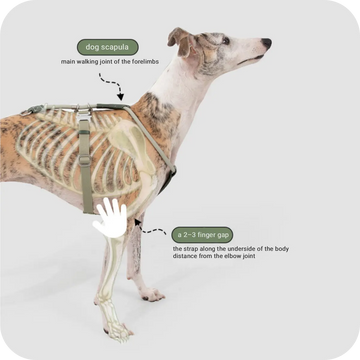 Diagram showing dog harness fit, scapula position and proper chest strap placement