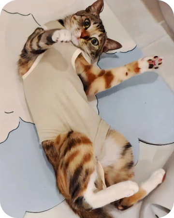 Cute cat relaxing on its back wearing a soft cat post surgery recovery suit