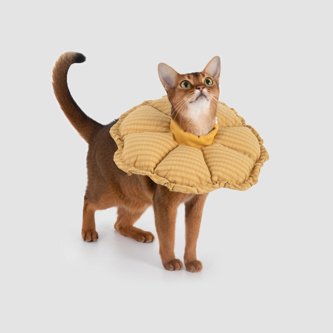 Cute cat wearing soft cat recovery collar for wound protection after surgery