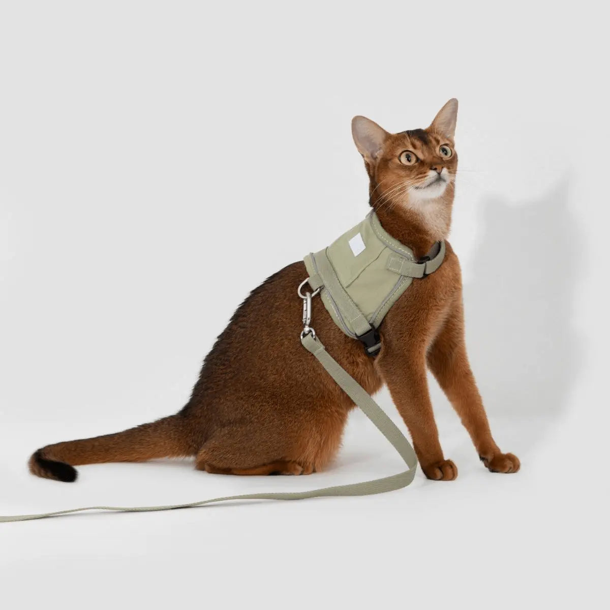 Cat harness and leash set on a brown cat, adjustable vest-style design for secure outdoor walking