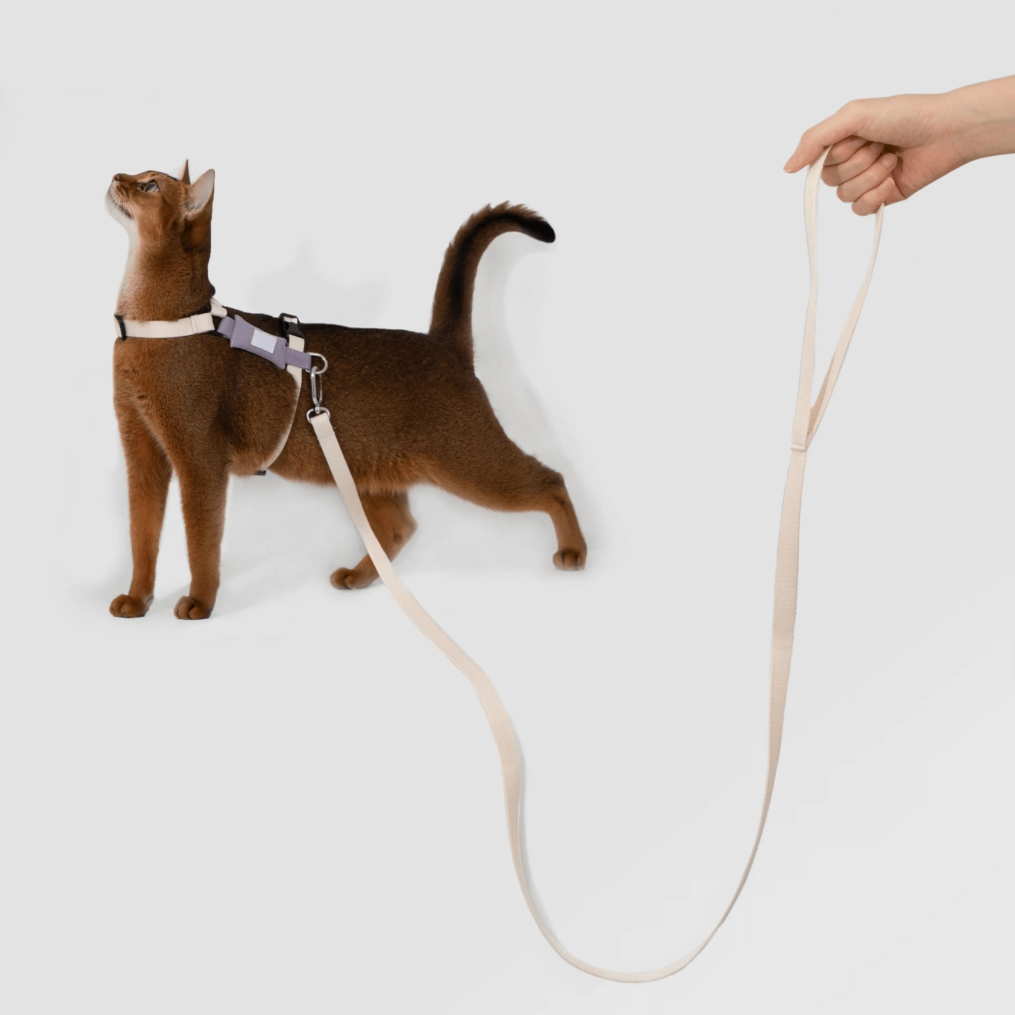Petaura Cat & Kitten Adjustable Harness and Leash Set – Basic Version