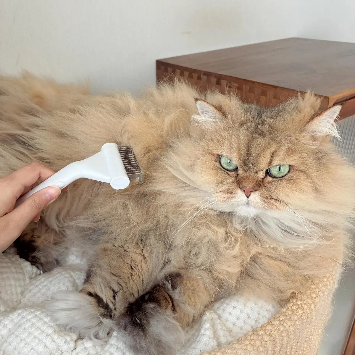De-matting undercoat rake gently grooming a long-haired cat to remove loose hair and tangles