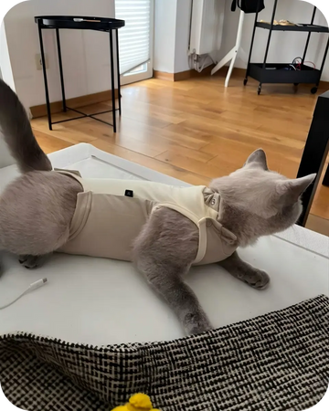 Cat resting on a table wearing a lightweight cat surgery recovery suit